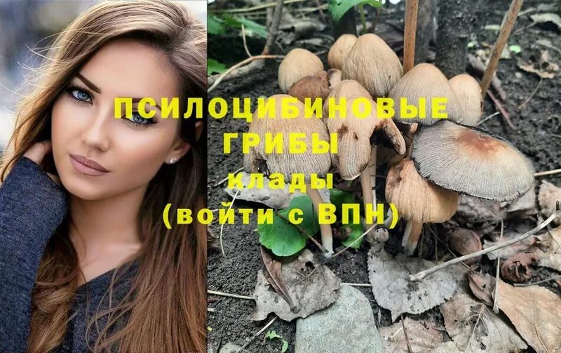 Псилоцибиновые грибы Psilocybe  купить  цена  Елец 